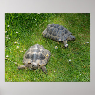 Poster Deux tortues courent à travers l'herbe verte