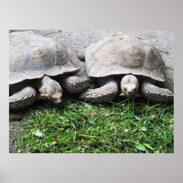 Poster Deux tortues nourrissant un animal (Devant)