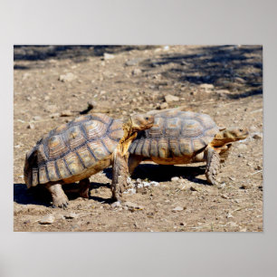 Poster Deux tortues sulcata marchant sur le sol