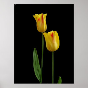 Poster Deux tulipes jaunes