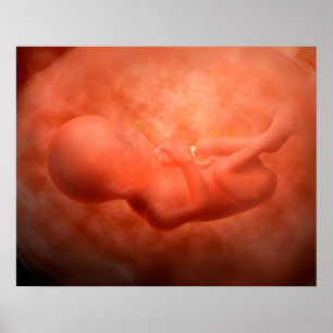 Poster Développement de foetus à 24 semaines