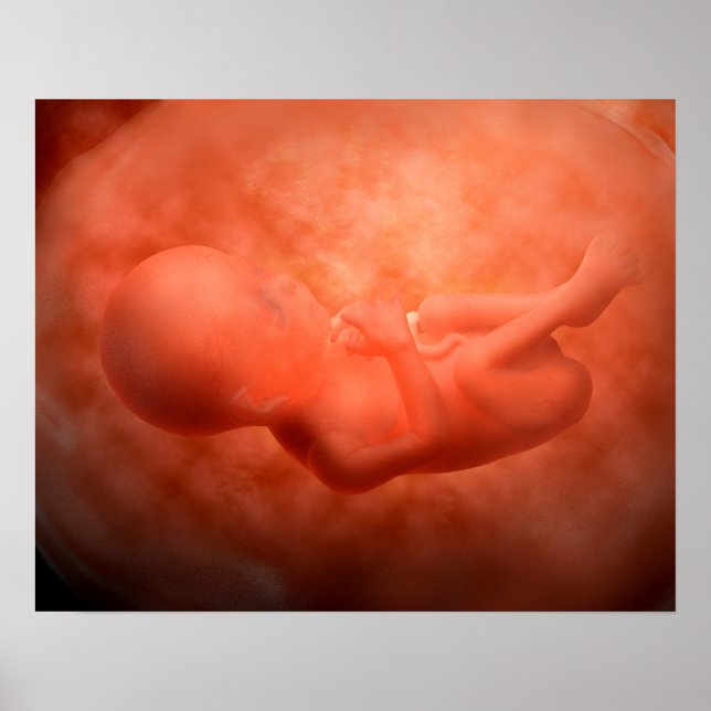 Poster Développement Du Foetus À 24 Semaines (Devant)