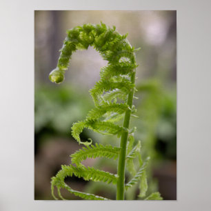 Poster Dew Drop sur Green Fern Frond
