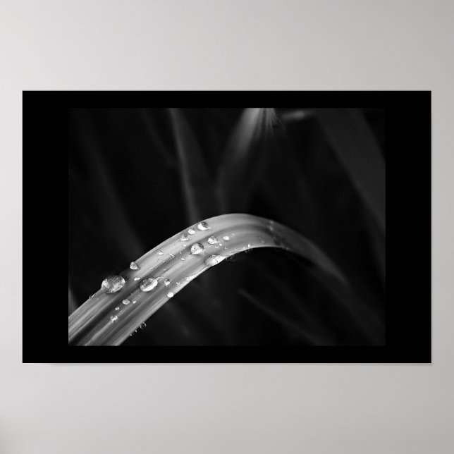 Poster Dew du matin (Devant)