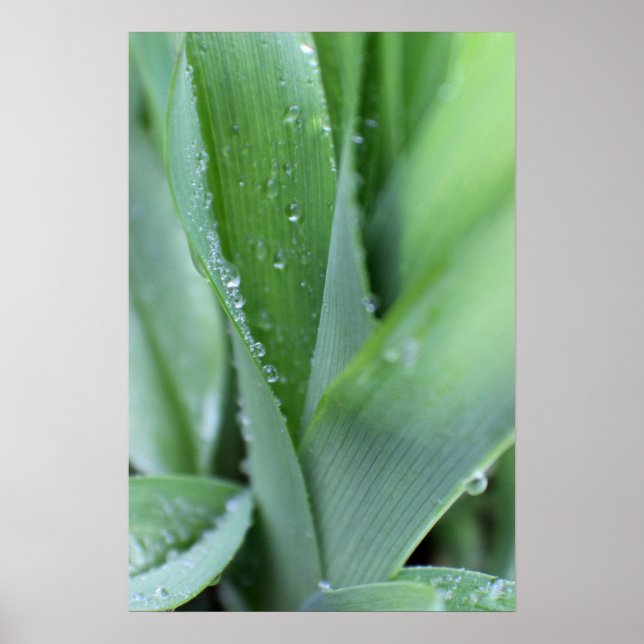 Poster Dew sur les lames d'herbe (Devant)