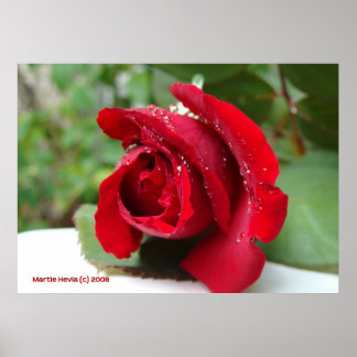 Poster Dew sur une rose rouge