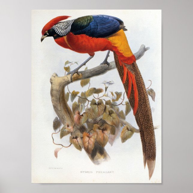 Poster DG Elliot - Portefeuille de faisan hybride (Devant)