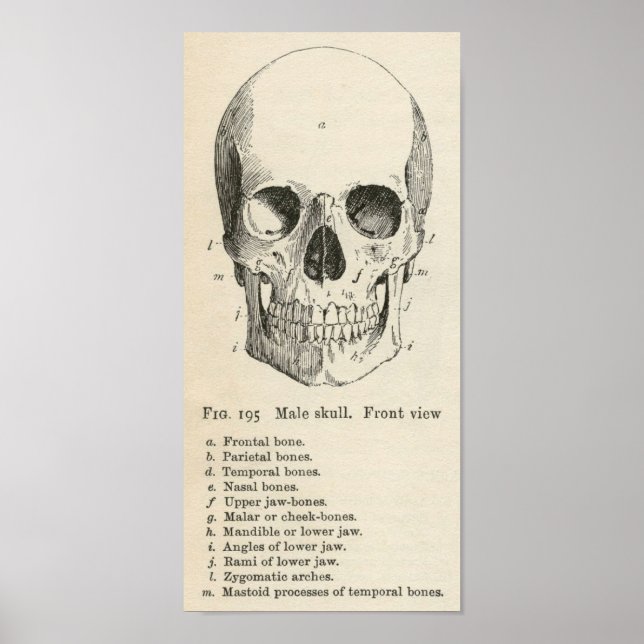 Poster d'Halloween pour l'anatomie vintage du crân (Devant)