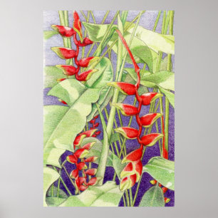 Poster d'Heliconia