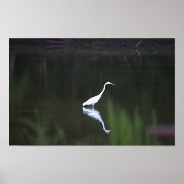 Poster d'Heron Bird sur Water (Devant)