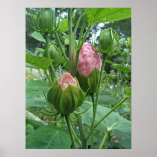 Poster d'Hibiscus Buds
