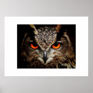 Poster d'hibou