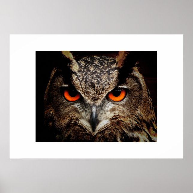 Poster d'hibou (Devant)