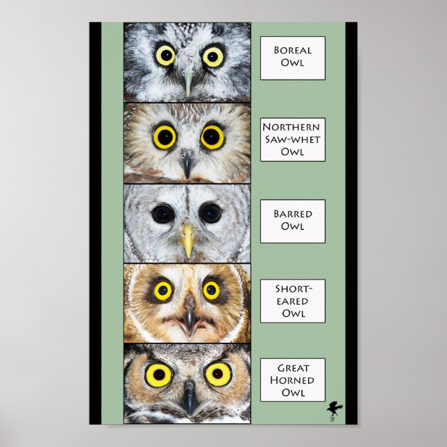 Poster d'hibou (Devant)