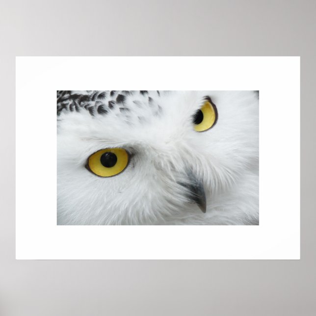 Poster d'hibou (Devant)