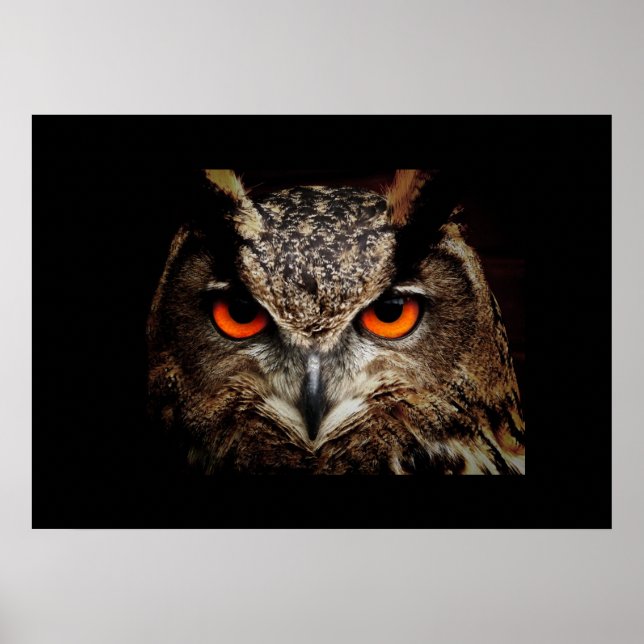 Poster d'hibou (Devant)