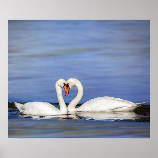 Poster d'hiver Love Swan Couple (Devant)
