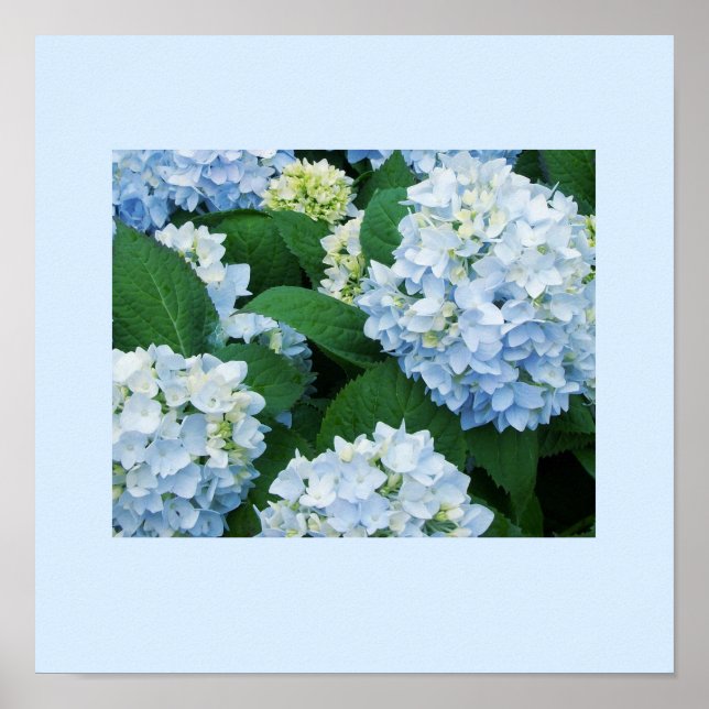 Poster d'Hydrangeas (Devant)