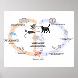 Poster Diagram life cycle of Toxoplasma gondii