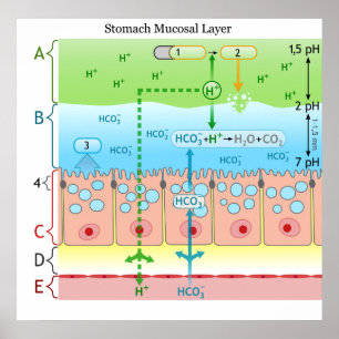 Poster Diagram of Alkaline Mucous Layer in the Stomach