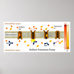 Poster Diagram of the Biological Sodium Potassium Pump