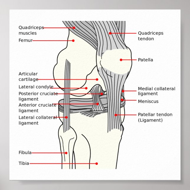 Poster Diagramme anatomique articulation du genou  (Devant)