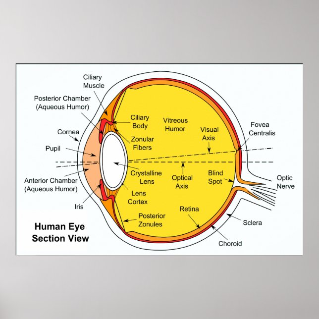 Poster Diagramme anatomique du globe oculaire humain (Devant)