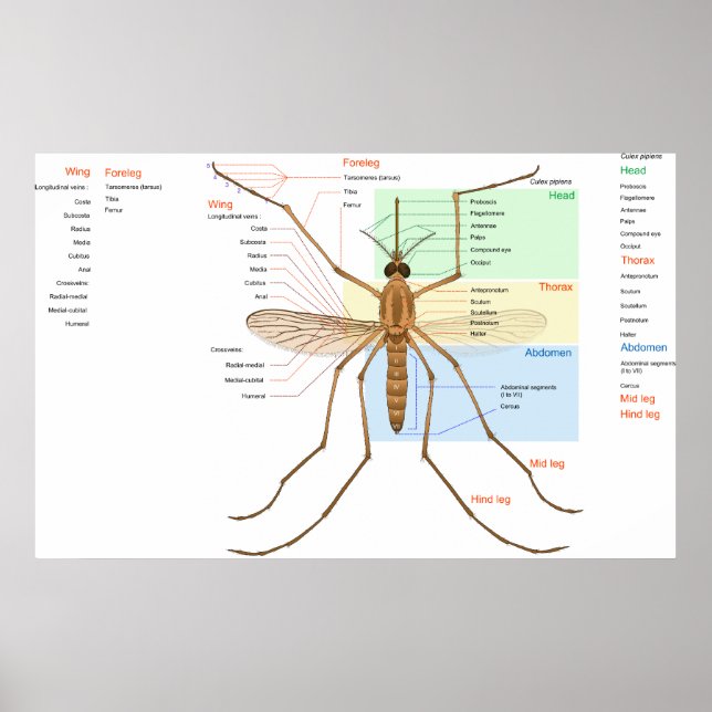 Poster Diagramme anatomique d'un pipiment Culex de mousti (Devant)
