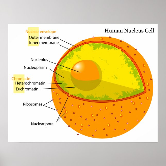 Poster Diagramme biologique d'un noyau cellulaire humain (Devant)