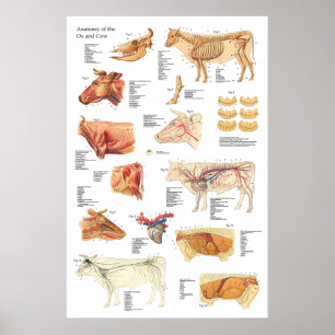Poster Diagramme bovin 24" d'anatomie de vache X 36"