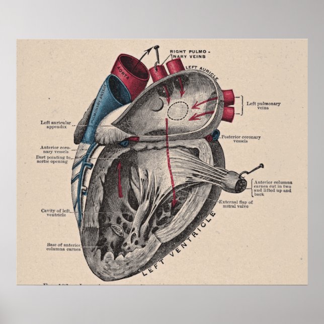 Poster Diagramme cardiaque anatomique vintage (Devant)