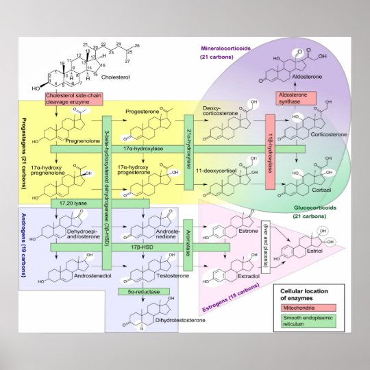 Poster Diagramme chimique biologique de stéroïdogénèse ... cah enzyme diagram 