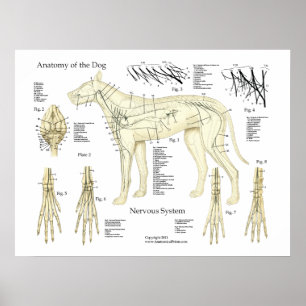 Poster Diagramme d'affiche d'anatomie de système nerveux