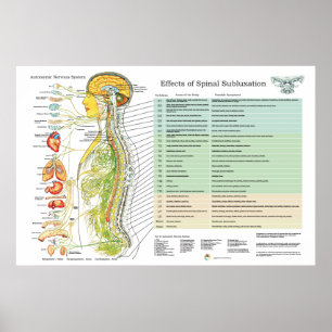 Poster Diagramme d'american national standard de nerfs