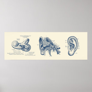 Poster Diagramme d'anatomie de l'oreille humaine