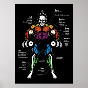 Poster Diagramme d'anatomie - Exercice de gym