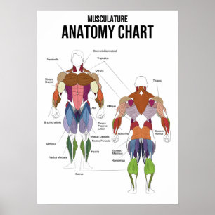 Poster Diagramme d'anatomie musculaire - Diagramme muscul