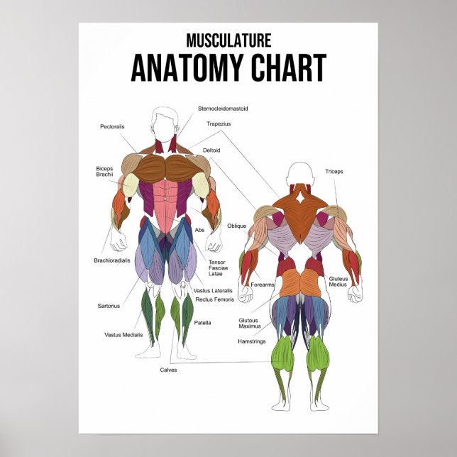 Poster Diagramme d'anatomie musculaire - Diagramme muscul (Devant)