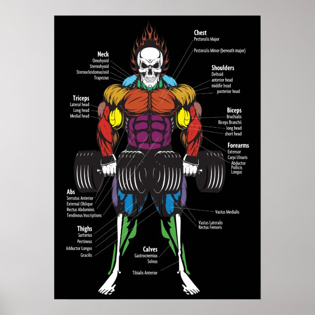Poster Diagramme d'anatomie musculaire - Gym Workout Body (Devant)