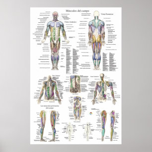 Poster Diagramme d'anatomie musculaire humaine en espagno