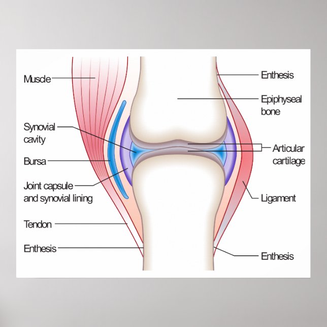Poster Diagramme de base d'une articulation anatomique hu (Devant)