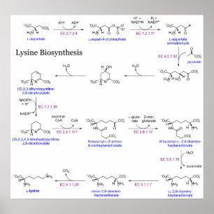 Poster Diagramme de biosynthèse de Lysine