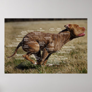 Poster Diagramme de canine