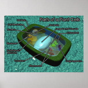 Poster Diagramme de cellule Plante 3D