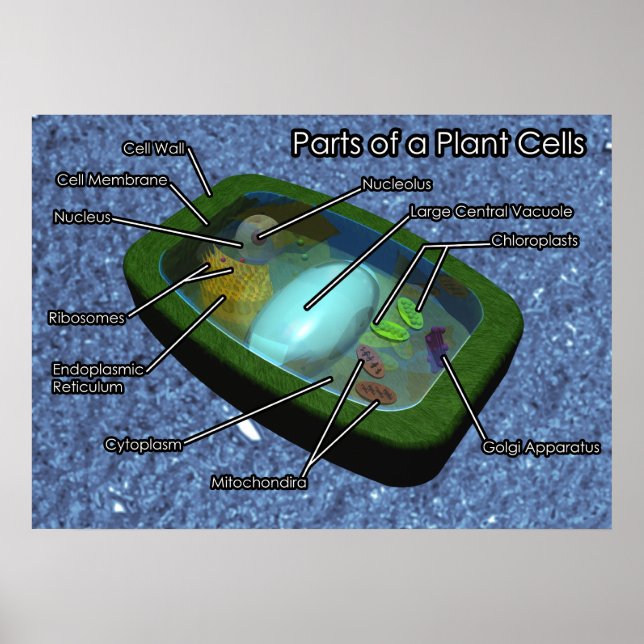 Poster Diagramme de cellule Plante 3D (Devant)