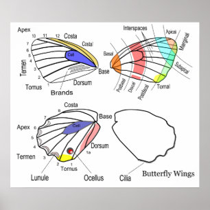 Poster Diagramme de chaque section des ailes papillons