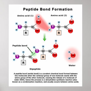 Poster Diagramme de formation de liaison Peptid