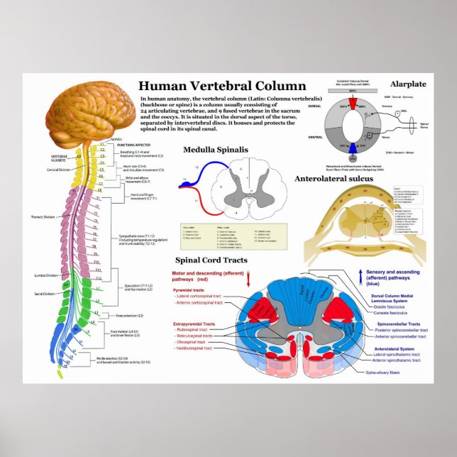 Poster Diagramme de la colonne vertébrale humaine (Devant)