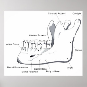 Poster Diagramme de la mandibule humaine du crâne