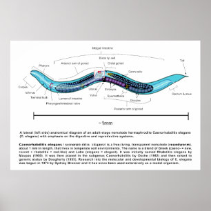 Poster Diagramme de la nématode de la vers ronde Caenorha